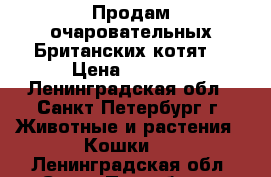 Продам очаровательных Британских котят. › Цена ­ 6 000 - Ленинградская обл., Санкт-Петербург г. Животные и растения » Кошки   . Ленинградская обл.,Санкт-Петербург г.